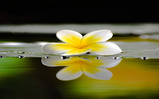 123WIN Charming plumeria wallpapers from Chrome web store to be run with OffiDocs Chromium online 123WIN Charming plumeria wallpapers from Chrome web store to be run with OffiDocs Chromium online