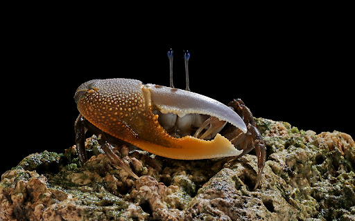 A bright yellow crab stands out. from Chrome web store to be run with OffiDocs Chromium online A bright yellow crab stands out. from Chrome web store to be run with OffiDocs Chromium online