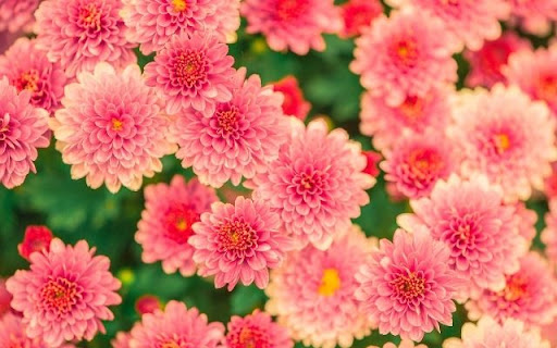 A Dense Bloom of Pink Chrysanthemums from Chrome web store to be run with OffiDocs Chromium online A Dense Bloom of Pink Chrysanthemums from Chrome web store to be run with OffiDocs Chromium online