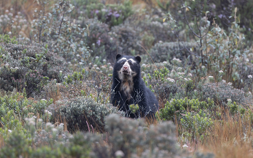 Adorable black bear from Chrome web store to be run with OffiDocs Chromium online Adorable black bear from Chrome web store to be run with OffiDocs Chromium online