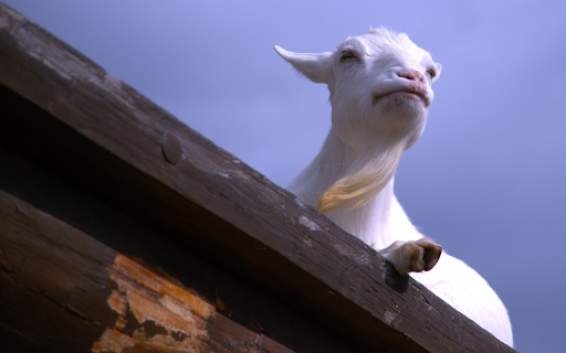 Adorable goat from Chrome web store to be run with OffiDocs Chromium online Adorable goat from Chrome web store to be run with OffiDocs Chromium online