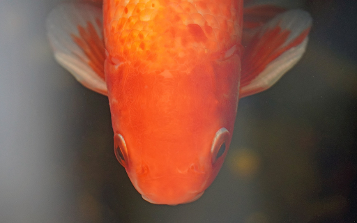 Adorable goldfish from Chrome web store to be run with OffiDocs Chromium online Adorable goldfish from Chrome web store to be run with OffiDocs Chromium online