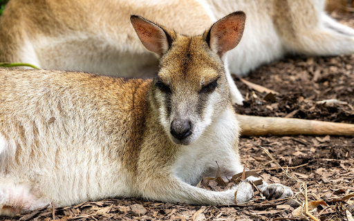 Adorable kangaroo from Chrome web store to be run with OffiDocs Chromium online Adorable kangaroo from Chrome web store to be run with OffiDocs Chromium online