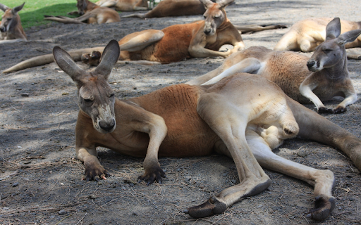adorable kangaroos from Chrome web store to be run with OffiDocs Chromium online adorable kangaroos from Chrome web store to be run with OffiDocs Chromium online
