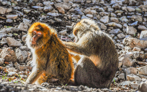 Adorable pair of monkeys from Chrome web store to be run with OffiDocs Chromium online Adorable pair of monkeys from Chrome web store to be run with OffiDocs Chromium online