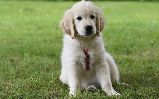 Adorable puppy on green grass from Chrome web store to be run with OffiDocs Chromium online Adorable puppy on green grass from Chrome web store to be run with OffiDocs Chromium online