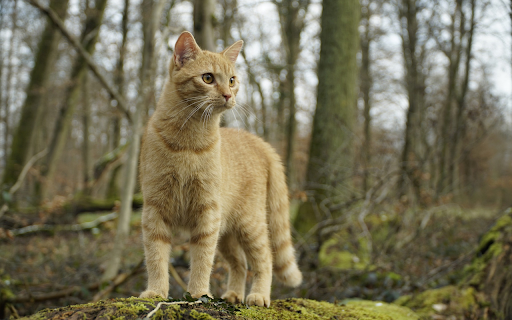 Adorable wild cat from Chrome web store to be run with OffiDocs Chromium online Adorable wild cat from Chrome web store to be run with OffiDocs Chromium online