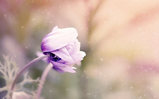 A Dreamlike Anemone Unfurling from Chrome web store to be run with OffiDocs Chromium online A Dreamlike Anemone Unfurling from Chrome web store to be run with OffiDocs Chromium online