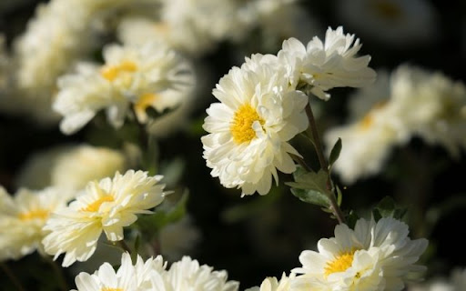A Field of Radiant Chrysanthemum morifolium from Chrome web store to be run with OffiDocs Chromium online A Field of Radiant Chrysanthemum morifolium from Chrome web store to be run with OffiDocs Chromium online