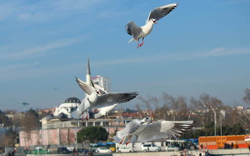A flock of birds flying in the air from Chrome web store to be run with OffiDocs Chromium online A flock of birds flying in the air from Chrome web store to be run with OffiDocs Chromium online