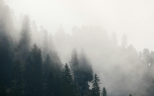A foggy forest with trees and fog from Chrome web store to be run with OffiDocs Chromium online A foggy forest with trees and fog from Chrome web store to be run with OffiDocs Chromium online