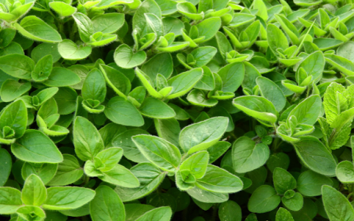A Fragrant Herb with a Spicy Kick from Chrome web store to be run with OffiDocs Chromium online A Fragrant Herb with a Spicy Kick from Chrome web store to be run with OffiDocs Chromium online