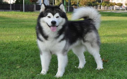 Alaska Dog Wallpaper from Chrome web store to be run with OffiDocs Chromium online Alaska Dog Wallpaper from Chrome web store to be run with OffiDocs Chromium online