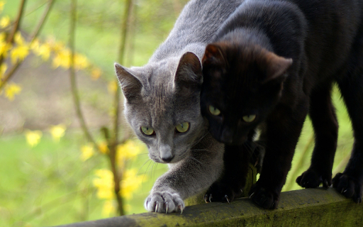 A pair of cats fighting fiercely from Chrome web store to be run with OffiDocs Chromium online A pair of cats fighting fiercely from Chrome web store to be run with OffiDocs Chromium online