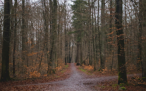A path through the woods with trees and leaves from Chrome web store to be run with OffiDocs Chromium online A path through the woods with trees and leaves from Chrome web store to be run with OffiDocs Chromium online