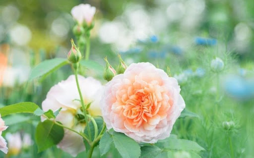 A Peach Perfection of Rosa from Chrome web store to be run with OffiDocs Chromium online A Peach Perfection of Rosa from Chrome web store to be run with OffiDocs Chromium online