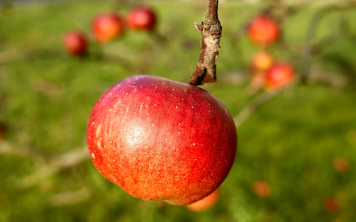 Apple on the tree from Chrome web store to be run with OffiDocs Chromium online Apple on the tree from Chrome web store to be run with OffiDocs Chromium online