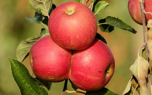 Apples stick together from Chrome web store to be run with OffiDocs Chromium online Apples stick together from Chrome web store to be run with OffiDocs Chromium online