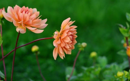 Apricot Hued Dahlias from Chrome web store to be run with OffiDocs Chromium online Apricot Hued Dahlias from Chrome web store to be run with OffiDocs Chromium online