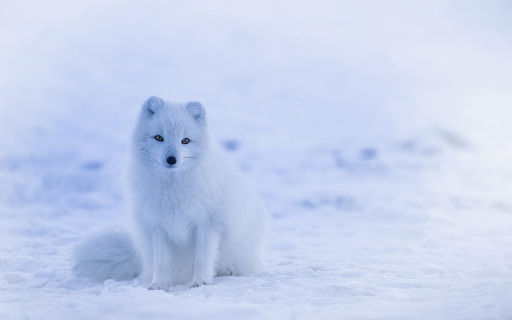 arctic snow dog from Chrome web store to be run with OffiDocs Chromium online arctic snow dog from Chrome web store to be run with OffiDocs Chromium online