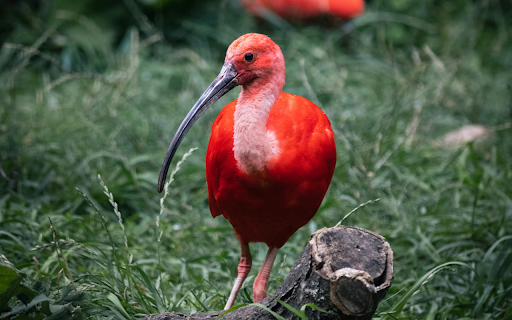 A red bird with a long beak standing on a log from Chrome web store to be run with OffiDocs Chromium online A red bird with a long beak standing on a log from Chrome web store to be run with OffiDocs Chromium online