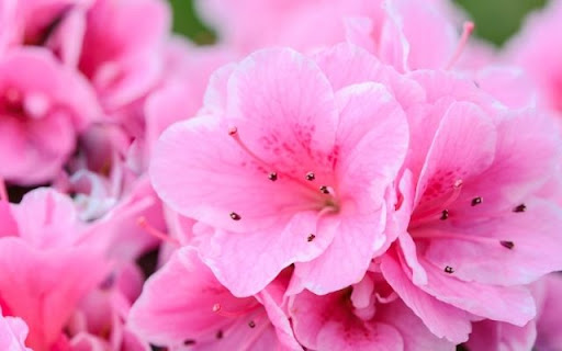 A Resplendent Flush of Rhododendron simsii from Chrome web store to be run with OffiDocs Chromium online A Resplendent Flush of Rhododendron simsii from Chrome web store to be run with OffiDocs Chromium online