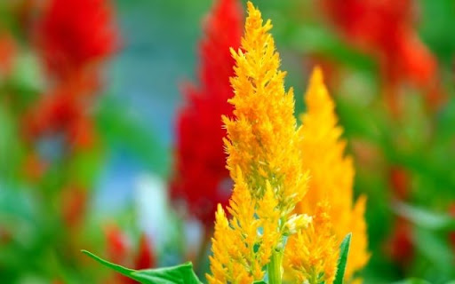 A Resplendent Stand of Celosia argentea from Chrome web store to be run with OffiDocs Chromium online A Resplendent Stand of Celosia argentea from Chrome web store to be run with OffiDocs Chromium online
