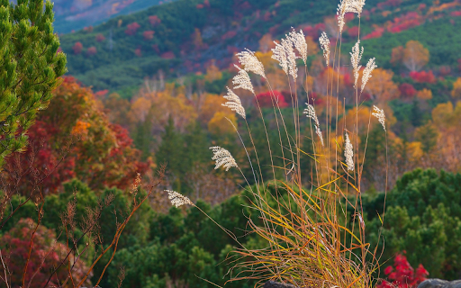 Autumn comes from Chrome web store to be run with OffiDocs Chromium online Autumn comes from Chrome web store to be run with OffiDocs Chromium online