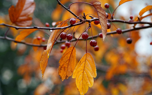 Autumn Leaves and Berries from Chrome web store to be run with OffiDocs Chromium online Autumn Leaves and Berries from Chrome web store to be run with OffiDocs Chromium online
