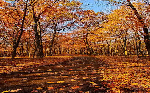 autumn scene wallpaper in the forest from Chrome web store to be run with OffiDocs Chromium online autumn scene wallpaper in the forest from Chrome web store to be run with OffiDocs Chromium online