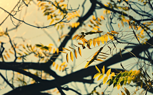 Autumn tree from Chrome web store to be run with OffiDocs Chromium online Autumn tree from Chrome web store to be run with OffiDocs Chromium online