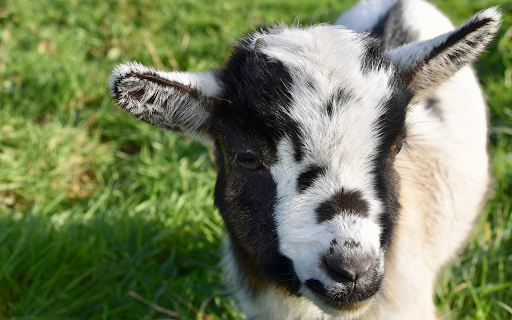 Baby goat from Chrome web store to be run with OffiDocs Chromium online Baby goat from Chrome web store to be run with OffiDocs Chromium online