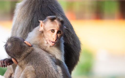 Baby Monkeys from Chrome web store to be run with OffiDocs Chromium online Baby Monkeys from Chrome web store to be run with OffiDocs Chromium online