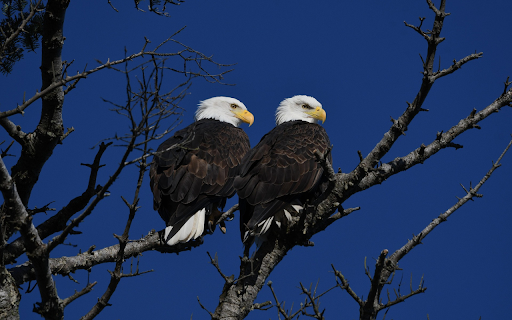 Bald Eagles on Watch from Chrome web store to be run with OffiDocs Chromium online Bald Eagles on Watch from Chrome web store to be run with OffiDocs Chromium online