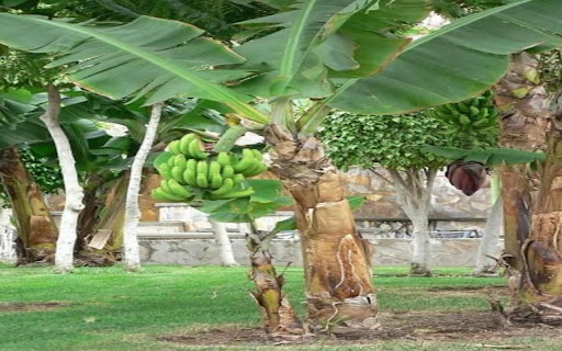 banana tree wallpaper from Chrome web store to be run with OffiDocs Chromium online banana tree wallpaper from Chrome web store to be run with OffiDocs Chromium online