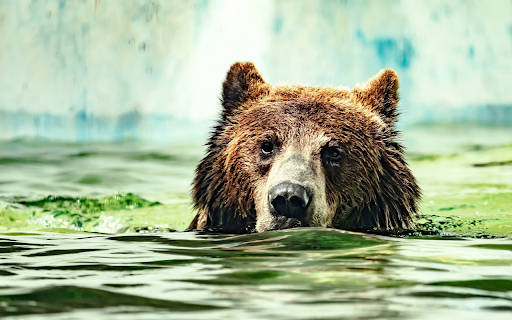 Bear swimming in the river from Chrome web store to be run with OffiDocs Chromium online Bear swimming in the river from Chrome web store to be run with OffiDocs Chromium online