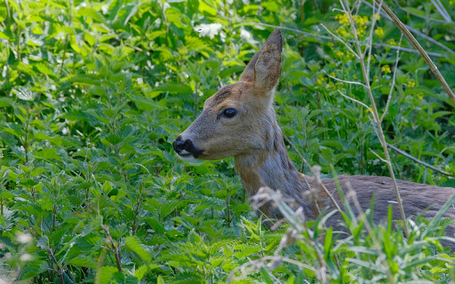 Beautiful brown deer from Chrome web store to be run with OffiDocs Chromium online Beautiful brown deer from Chrome web store to be run with OffiDocs Chromium online