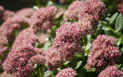 Beautiful bunches of flowers from Chrome web store to be run with OffiDocs Chromium online Beautiful bunches of flowers from Chrome web store to be run with OffiDocs Chromium online