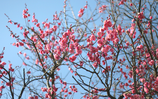 Beautiful flower branches from Chrome web store to be run with OffiDocs Chromium online Beautiful flower branches from Chrome web store to be run with OffiDocs Chromium online