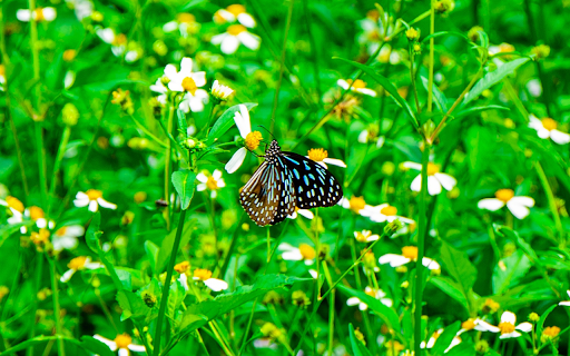 Beautiful flowers and butterflies from Chrome web store to be run with OffiDocs Chromium online Beautiful flowers and butterflies from Chrome web store to be run with OffiDocs Chromium online