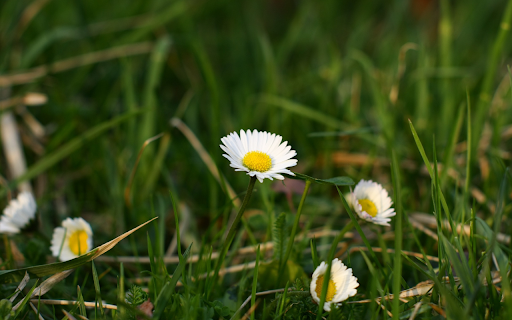 Beautiful Flowers in the Grass from Chrome web store to be run with OffiDocs Chromium online Beautiful Flowers in the Grass from Chrome web store to be run with OffiDocs Chromium online
