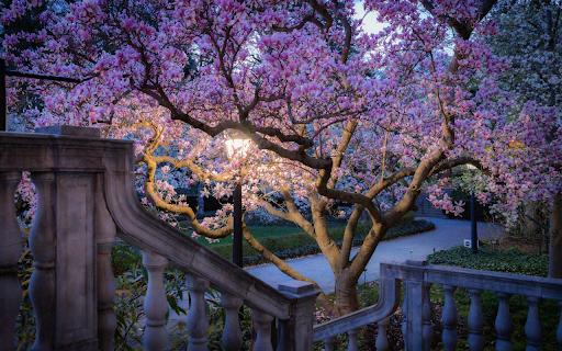 Beautiful Flower Tree from Chrome web store to be run with OffiDocs Chromium online Beautiful Flower Tree from Chrome web store to be run with OffiDocs Chromium online