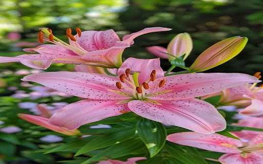 beautiful lily wallpaper from Chrome web store to be run with OffiDocs Chromium online beautiful lily wallpaper from Chrome web store to be run with OffiDocs Chromium online