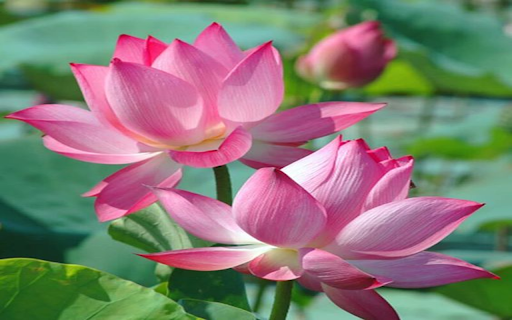Beautiful pink lotus wallpaper from Chrome web store to be run with OffiDocs Chromium online Beautiful pink lotus wallpaper from Chrome web store to be run with OffiDocs Chromium online