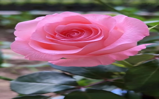 beautiful pink rose wallpaper from Chrome web store to be run with OffiDocs Chromium online beautiful pink rose wallpaper from Chrome web store to be run with OffiDocs Chromium online