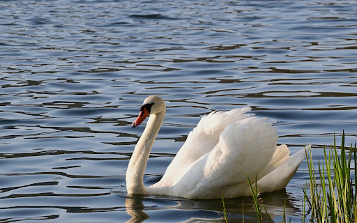 Beautiful Swan from Chrome web store to be run with OffiDocs Chromium online Beautiful Swan from Chrome web store to be run with OffiDocs Chromium online