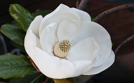 Beautiful white flower from Chrome web store to be run with OffiDocs Chromium online Beautiful white flower from Chrome web store to be run with OffiDocs Chromium online