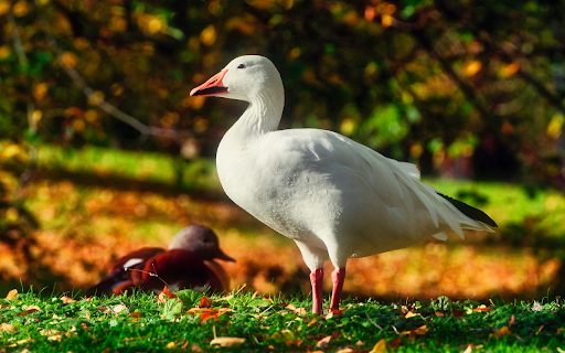 Beautiful white geese from Chrome web store to be run with OffiDocs Chromium online Beautiful white geese from Chrome web store to be run with OffiDocs Chromium online