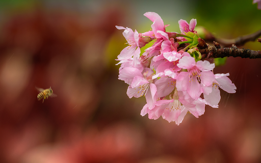 bee flying near beautiful pink blossom garden from Chrome web store to be run with OffiDocs Chromium online bee flying near beautiful pink blossom garden from Chrome web store to be run with OffiDocs Chromium online