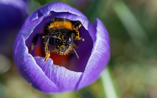 Bee in a Flower Bud from Chrome web store to be run with OffiDocs Chromium online Bee in a Flower Bud from Chrome web store to be run with OffiDocs Chromium online